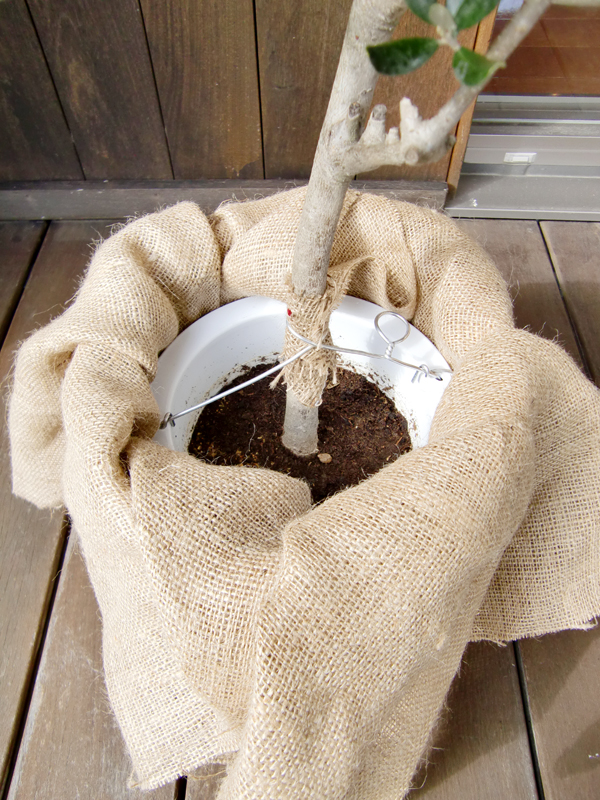 咲いたさいと 屋外向け オリーブの樹 素焼き陶器鉢カバー付き Lサイズ