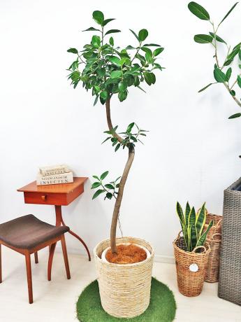 フランスゴムの木 10号鉢【現品販売・約175cm】 - 観葉植物の通販